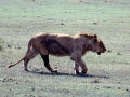 Ngorongoro Krater Löwe