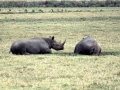 Ngorongoro Krater Nashörner
