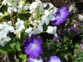 Blumenbeet Belvedere