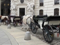 Fiaker am Michaelerplatz