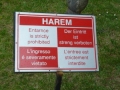 Harem