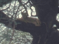 lions on the tree Lake Manyara Nationalpark