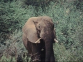 Elefant Lake Manyara Nationalpark