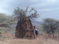 Termitenhügel Lake Manyara Nationalpark