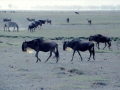 Gnus Ngorongoro Krater