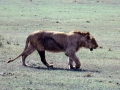 Löwe Ngorongoro Krater