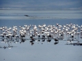 Flamingos Ngorongoro Krater