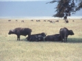 Büffel Ngorongoro Krater