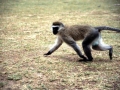 Meerkatze Ngorongoro Krater