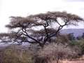 Lake Manyara Nationalpark