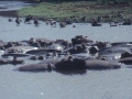 Flusspferde Lake Manyara Nationalpark