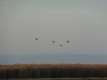 Vogelparadies im Schilfgürtel