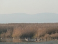 Vogelparadies im Schilfgürtel