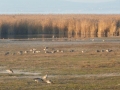 Vogelparadies im Schilfgürtel