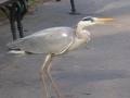 im Stadtpark