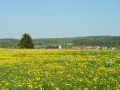 Frühlingsblumen im Lautertal