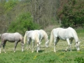 Gestüt Marbach