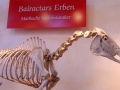 Gestütsmuseum Offenhausen