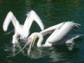 Zoo Wilhelma