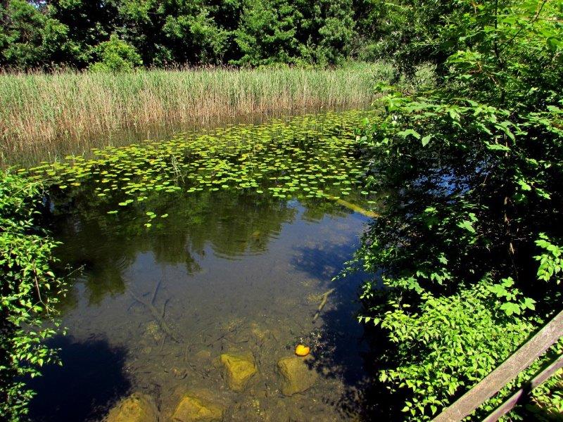 Lobau